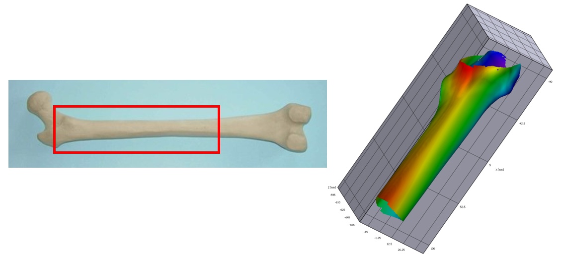 DIC measures the deformation of the whole femur surface under compression load 